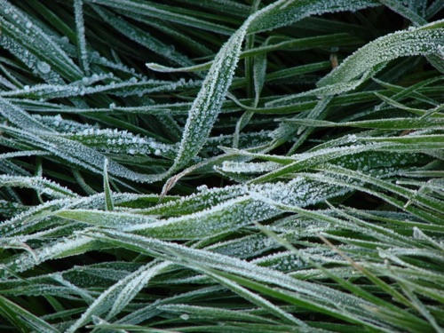 Frost on Grass
